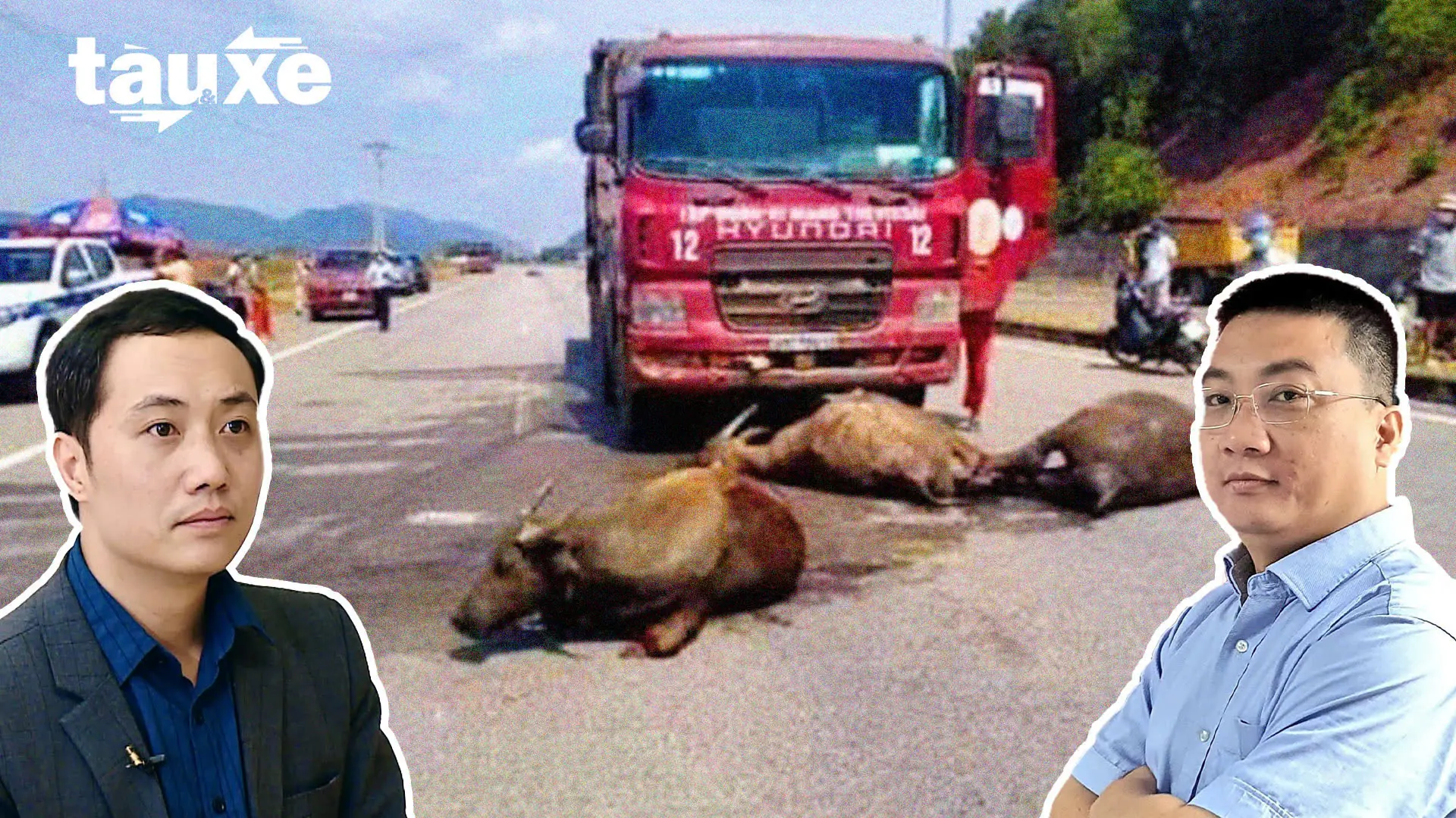 Talk Cabin: Nguy cơ tai nạn giao thông do gia súc, vật nuôi | Bản tin Tàu và Xe | 18/10/2025